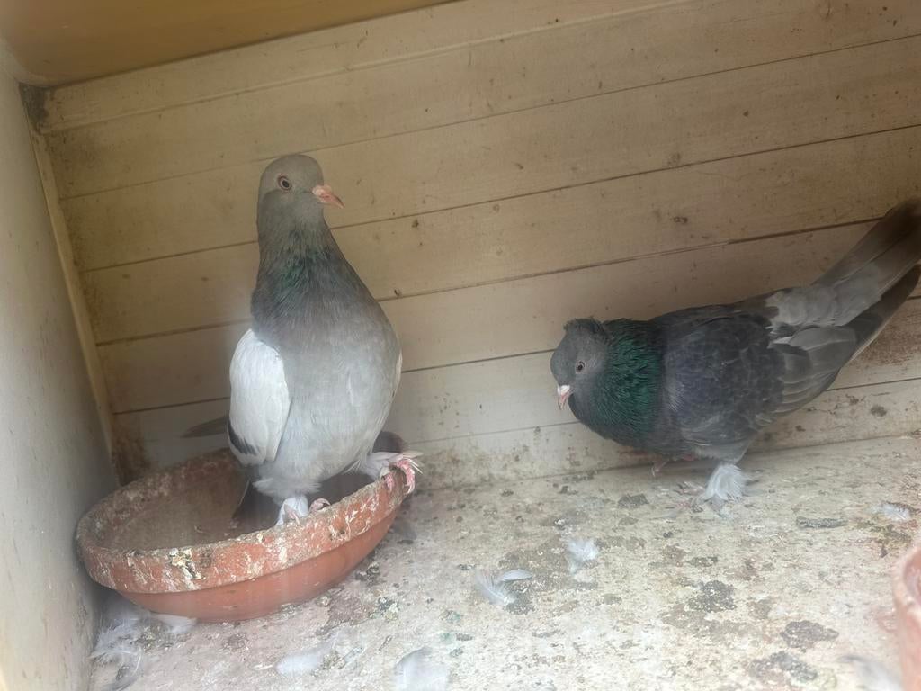 Te koop, Dieren en Toebehoren, Vogels | Duiven, Mannelijk