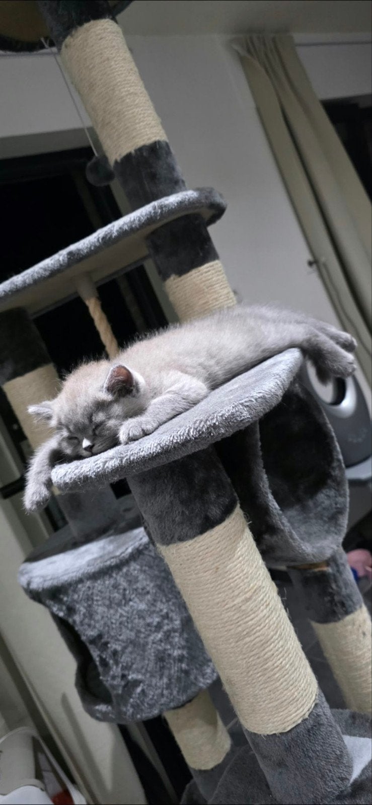 Foto 4 van Britse korthaar kittens - stamboom afkomstig