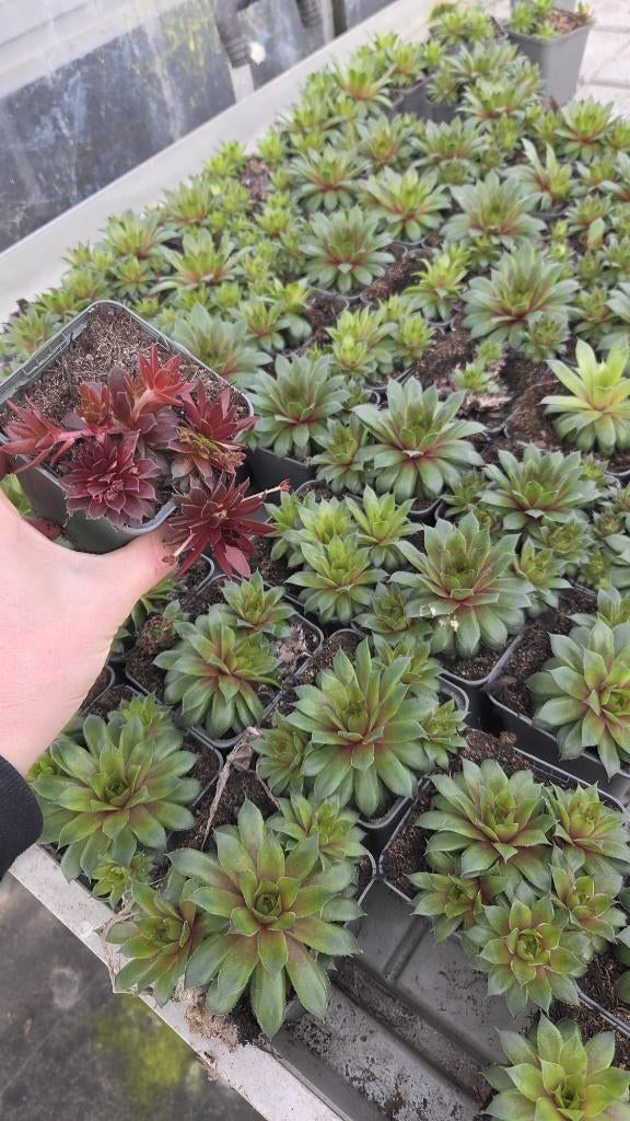Sempervivum - rotsplant - winterhard - groen & rood, Ophalen of Verzenden, Vaste plant, Overige soorten, Volle zon