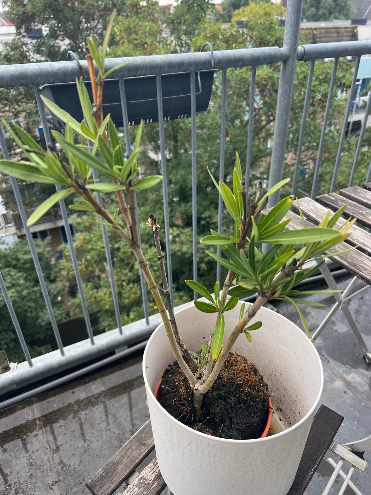 Kleine Oleander plant in pot, Tuin en Terras, Volle zon, Vaste plant, Zomer, Ophalen
