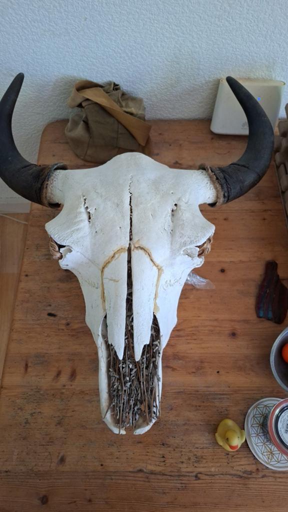 Bison schedel, Ophalen of Verzenden