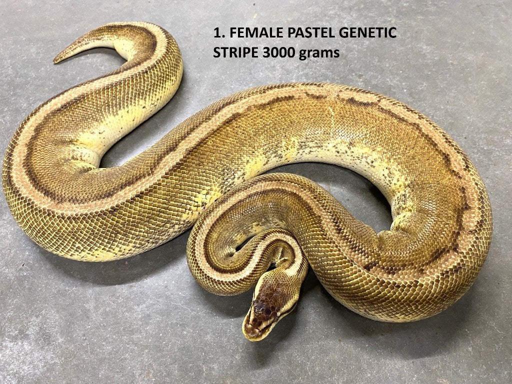 Koningspythons halwas en volwassen kweekdieren deel 1 Ball Python - unknown for sale from Corallus