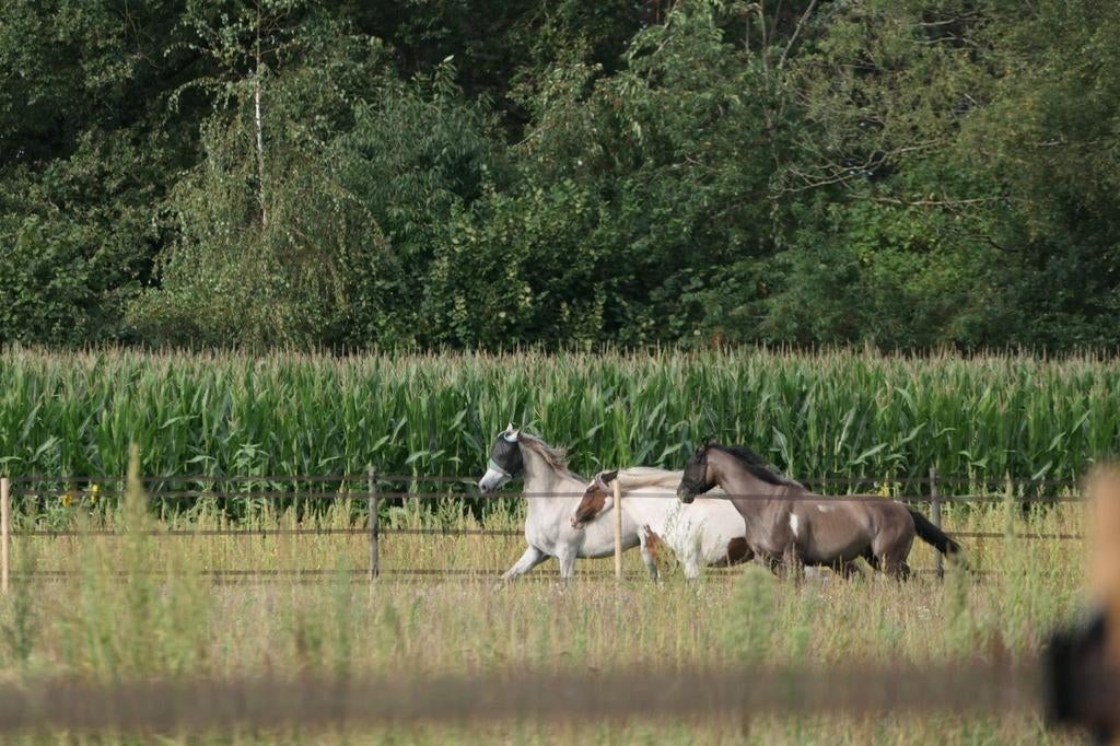 Plek vrij op equihabitat in Zelhem; stalling, weide., Dieren en Toebehoren, Stalling en Weidegang, Weidegang, 2 of 3 paarden of pony's