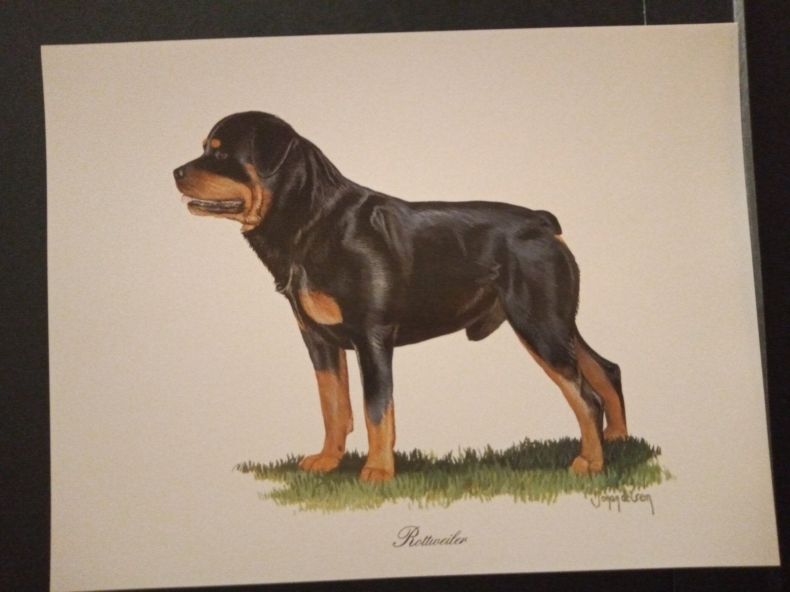 Rottweiler - kunstprent - Johan de Crem tekenaar, Verzenden, 1980 tot heden, Zo goed als nieuw, Dier