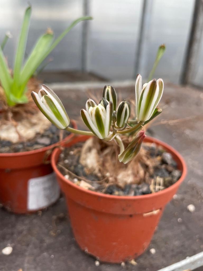 Caudex Ornithogalum Nutans Spec. Nova.potmaat 11 cm, Huis en Inrichting, Kamerplanten, Overige soorten, Ophalen of Verzenden, In pot