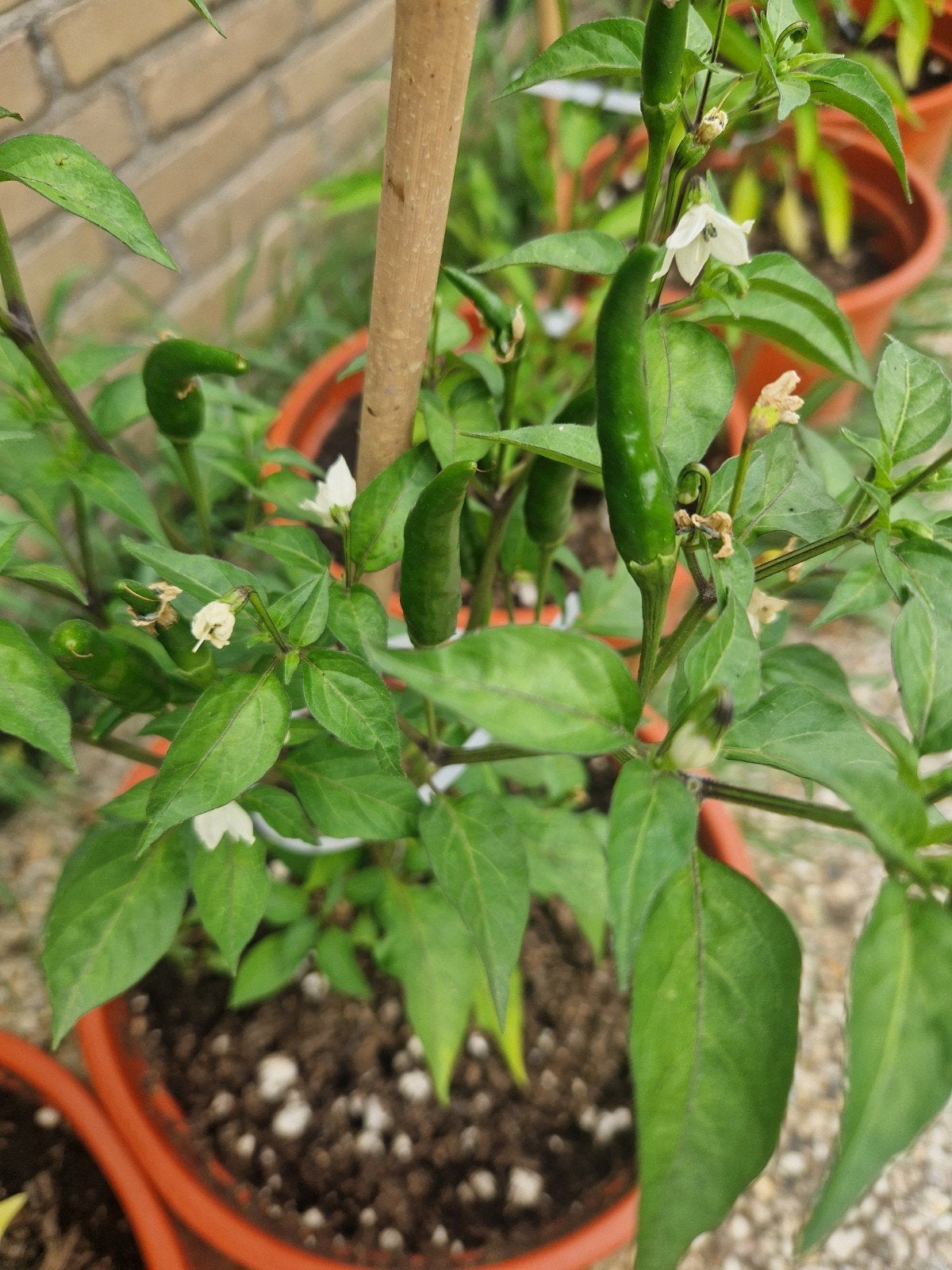 Grote Thaise chili peper plant  met pepers, Tuin en Terras, Ophalen, Volle zon, Groenteplanten, Eenjarig