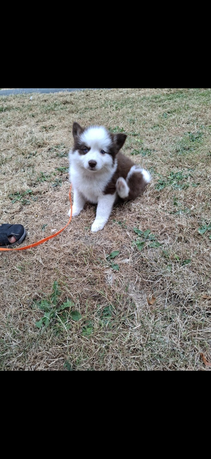 Schattig Pomsky teefje, kleur chocobruin,wit, blauwe ogen, Overige rassen, Teef, Eén hond, Nederland