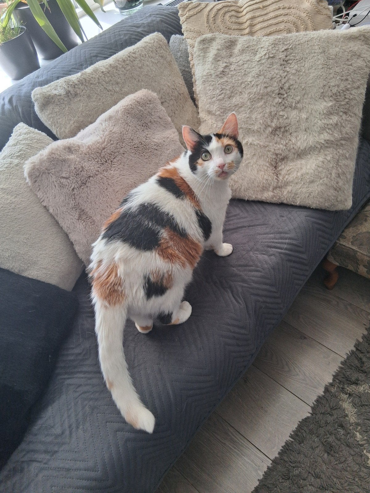Lisa - Ter overname, Dieren en Toebehoren