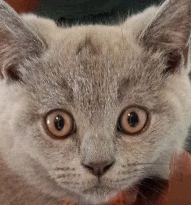 BRITSE KORTHAAR KITTEN (POESJE)😺🩷, Dieren en Toebehoren, Katten en Kittens | Raskatten | Korthaar, Meerdere dieren, Ontwormd