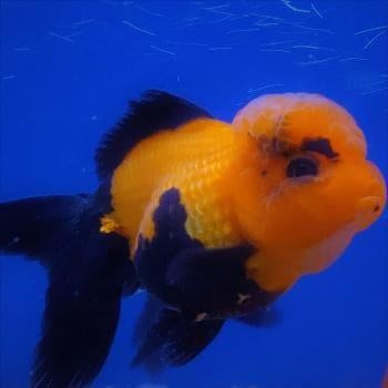 Carrasius auratus, Vis