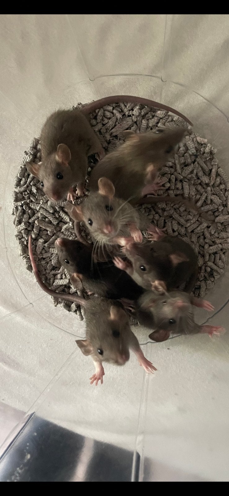 Baby ratjes mannetjes laatste stuks!, Dieren en Toebehoren, Knaagdieren, Mannelijk, Rat, Mei, Tam