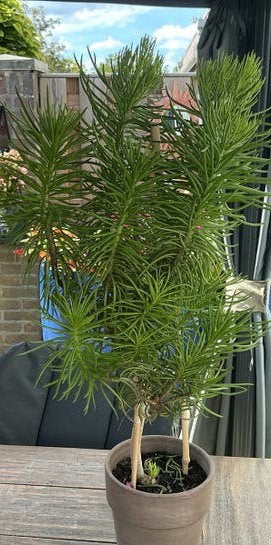 Unieke grote Senecio Vitalis Groene Vingerplant 90 cm!, Tuin en Terras, Planten | Tuinplanten, Volle zon, Vaste plant, Bloeit niet