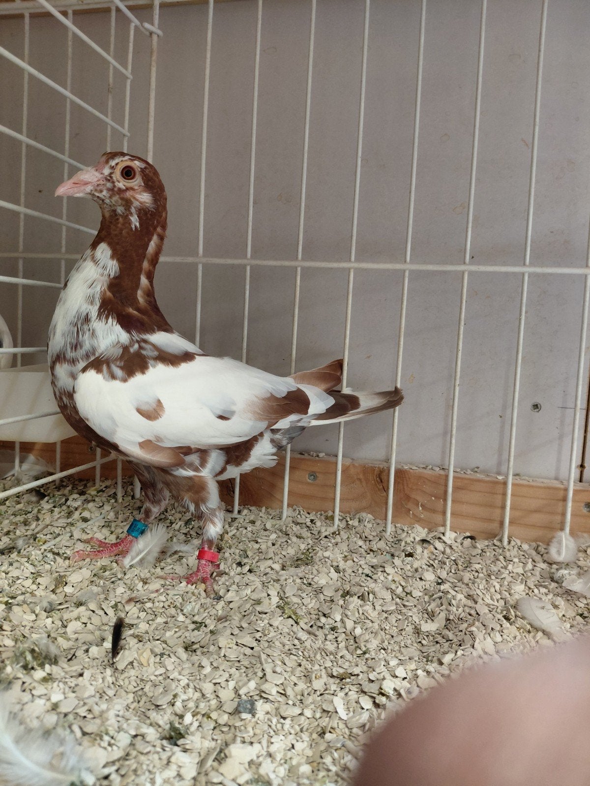 postduiven choco meulemans