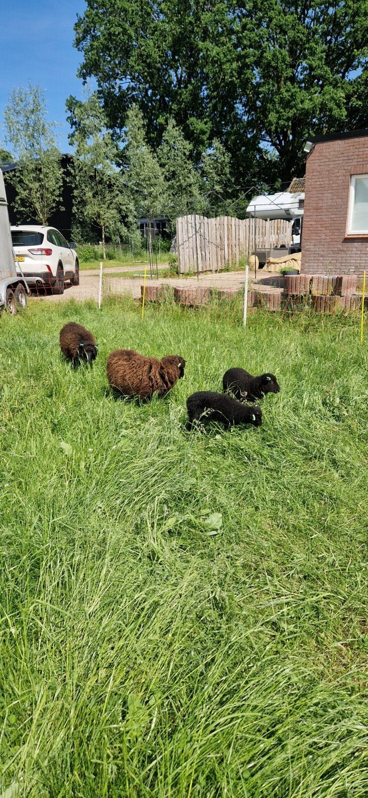 4 tamme  ouessant  stamboek schapen, Vrouwelijk, Schaap, 3 tot 5 jaar