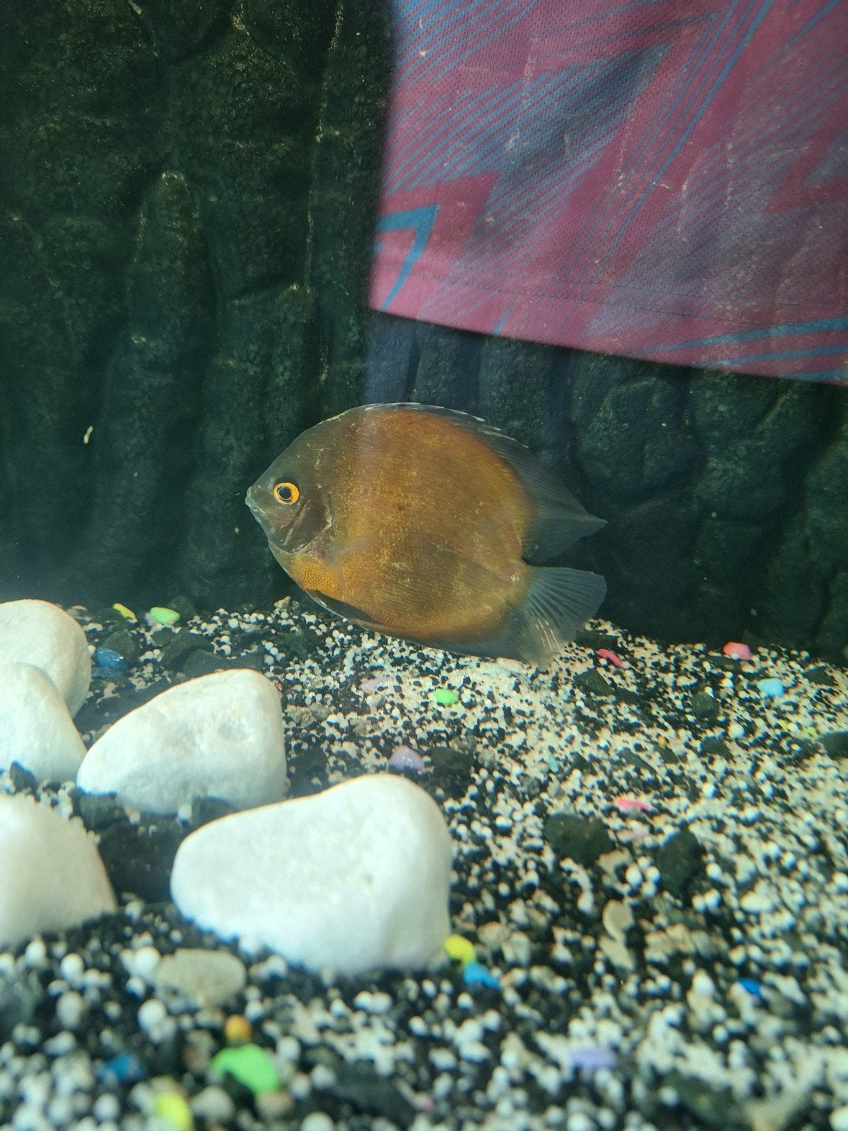 Gold Discusvis, Dieren en Toebehoren, Vis