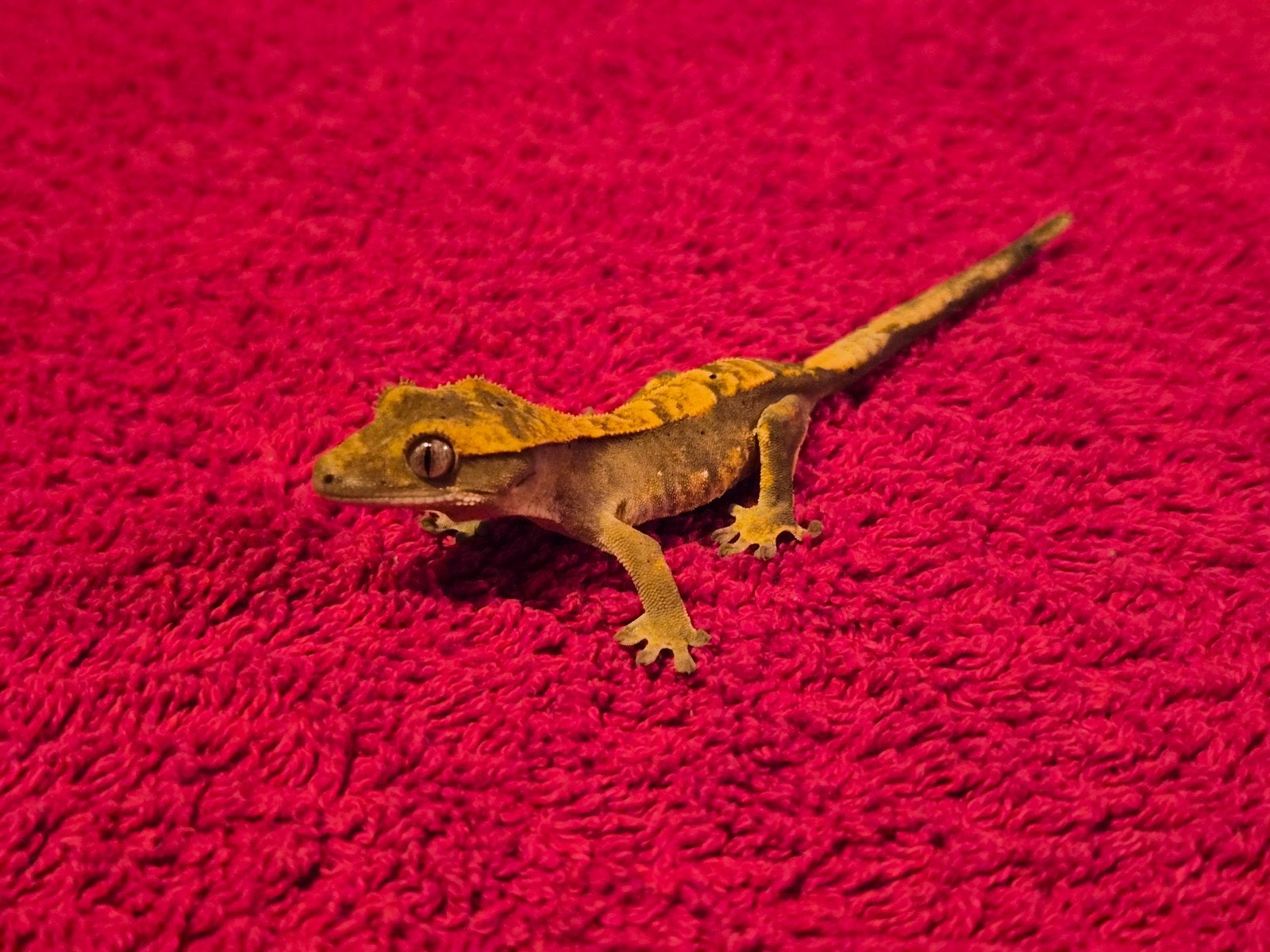 wimper gekko RJ Crested Gecko photo 2
