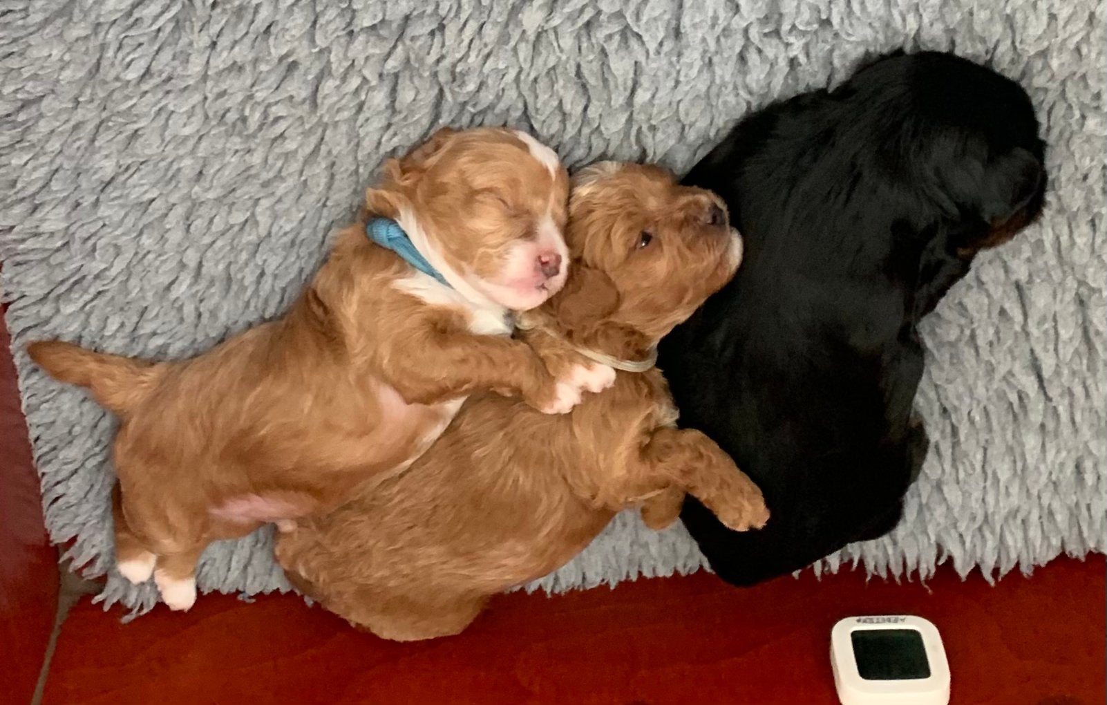 Kleinblijvende Doodle puppy’s = Boomer x Toy poedel, Parvo, 8 tot 15 weken, Meerdere, Nederland