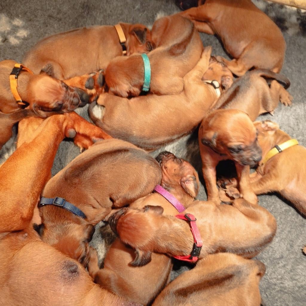 Rhodesian Ridgeback pups met FCI stamboom, Dieren en Toebehoren, Honden | Beagles, Bassets en Lopende honden, Parvo, Overige rassen