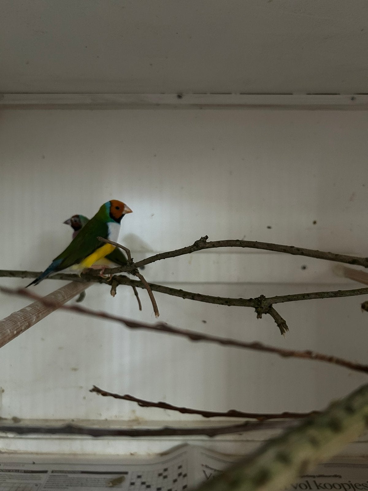 Koppel gouldamadines, Dieren en Toebehoren