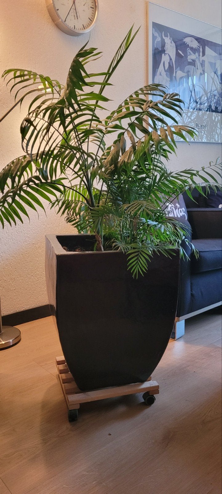 Grote Kentia Palm in donkerbruine geglazuurde Glanzende Pot, Ophalen, Zo goed als nieuw, Zwart, Modern