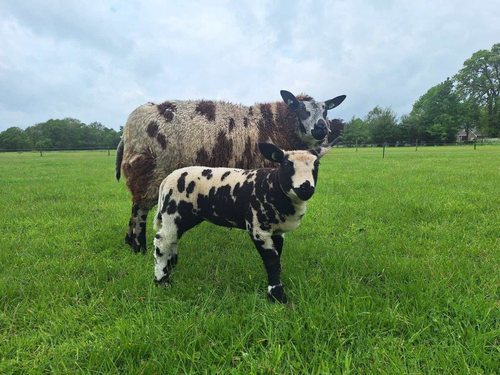 Dekrammen, Schapen, Bonte Schapen, Ram, Dieren en Toebehoren, Schapen, Geiten en Varkens, Mannelijk, Schaap, 0 tot 2 jaar