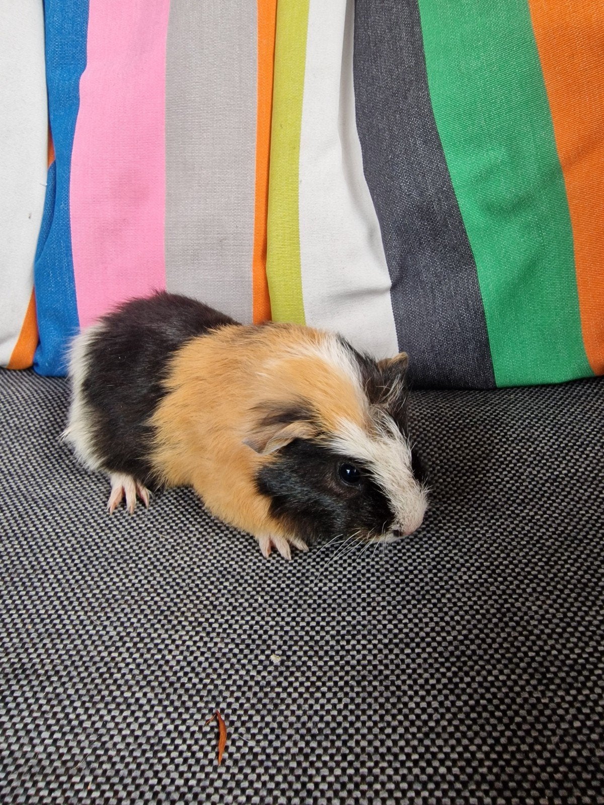 jonge cavia beertjes te koop, Dieren en Toebehoren, Juli, Mannelijk, Cavia