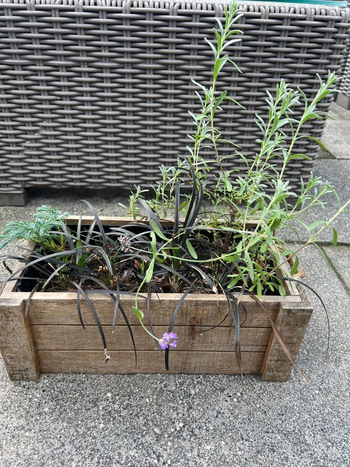 Zwart gras, Tuin en Terras, Ophalen of Verzenden, Siergrassen, Volle zon