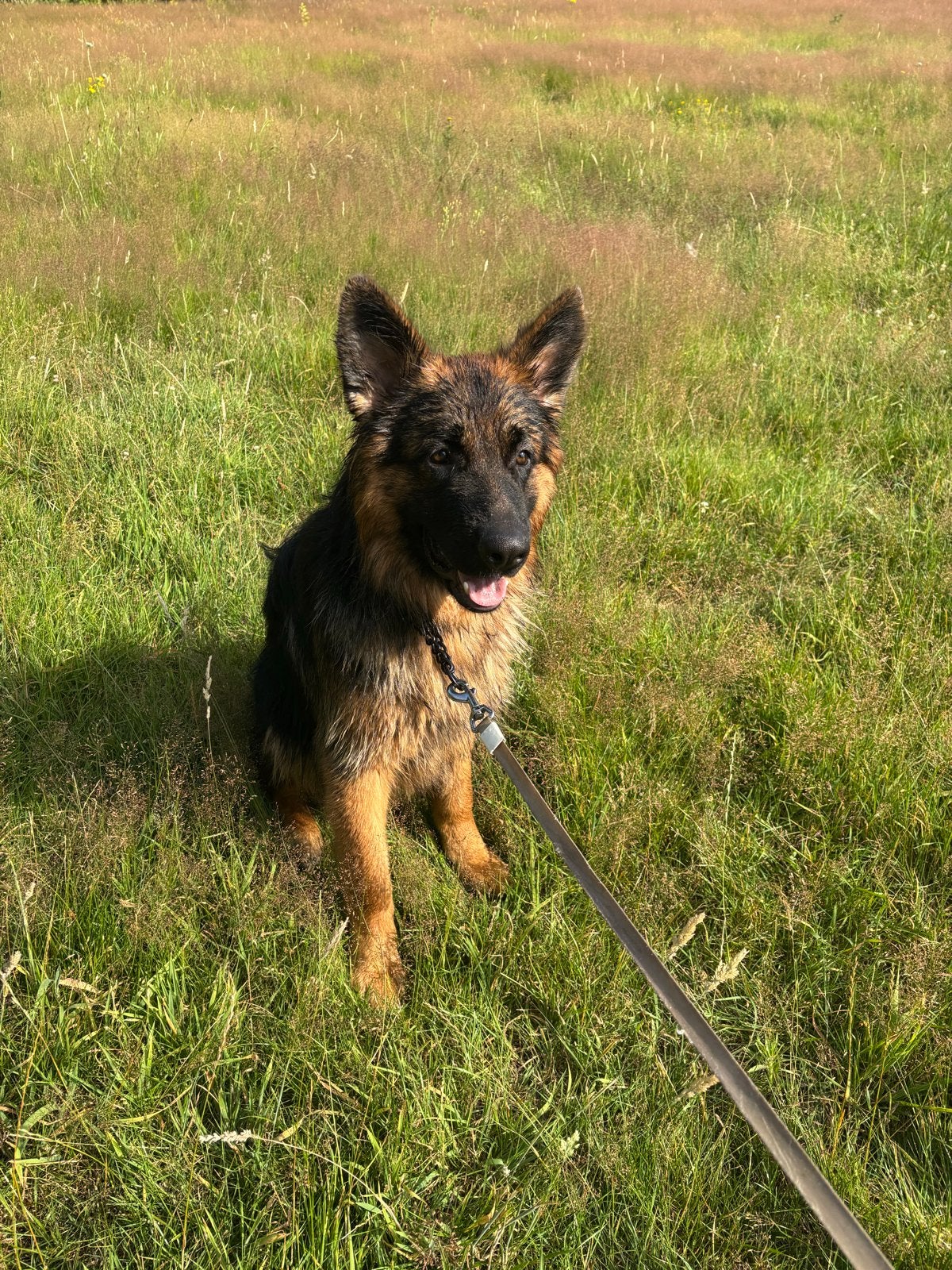 Duitse herder, Dieren en Toebehoren, Honden | Herdershonden en Veedrijvers, België, Particulier, 15 weken tot 1 jaar, Reu