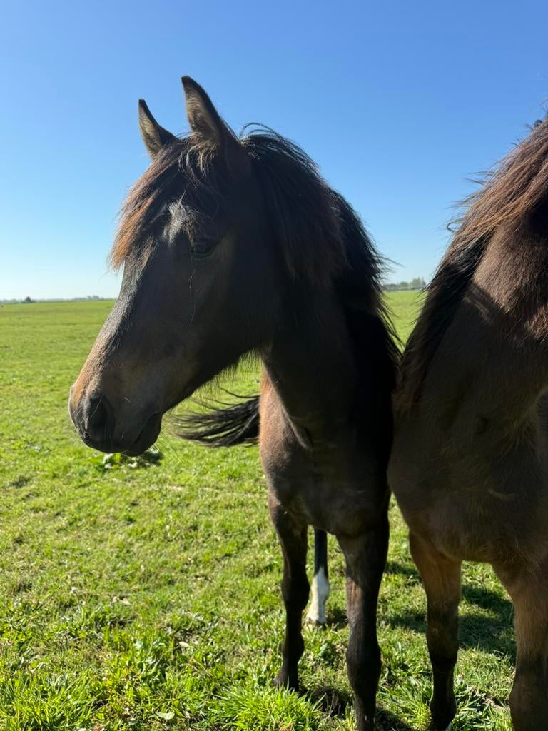 Opfok / weidegang gezocht voor jaarling pony hengst, Weidegang