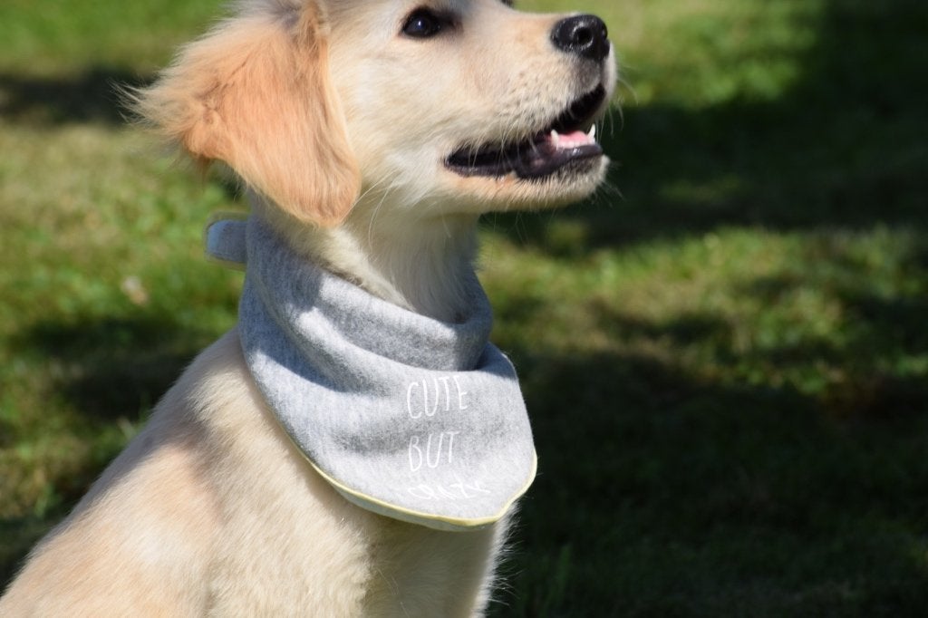 Golden retriever pups, Golden retriever, België, 15 weken tot 1 jaar, Parvo