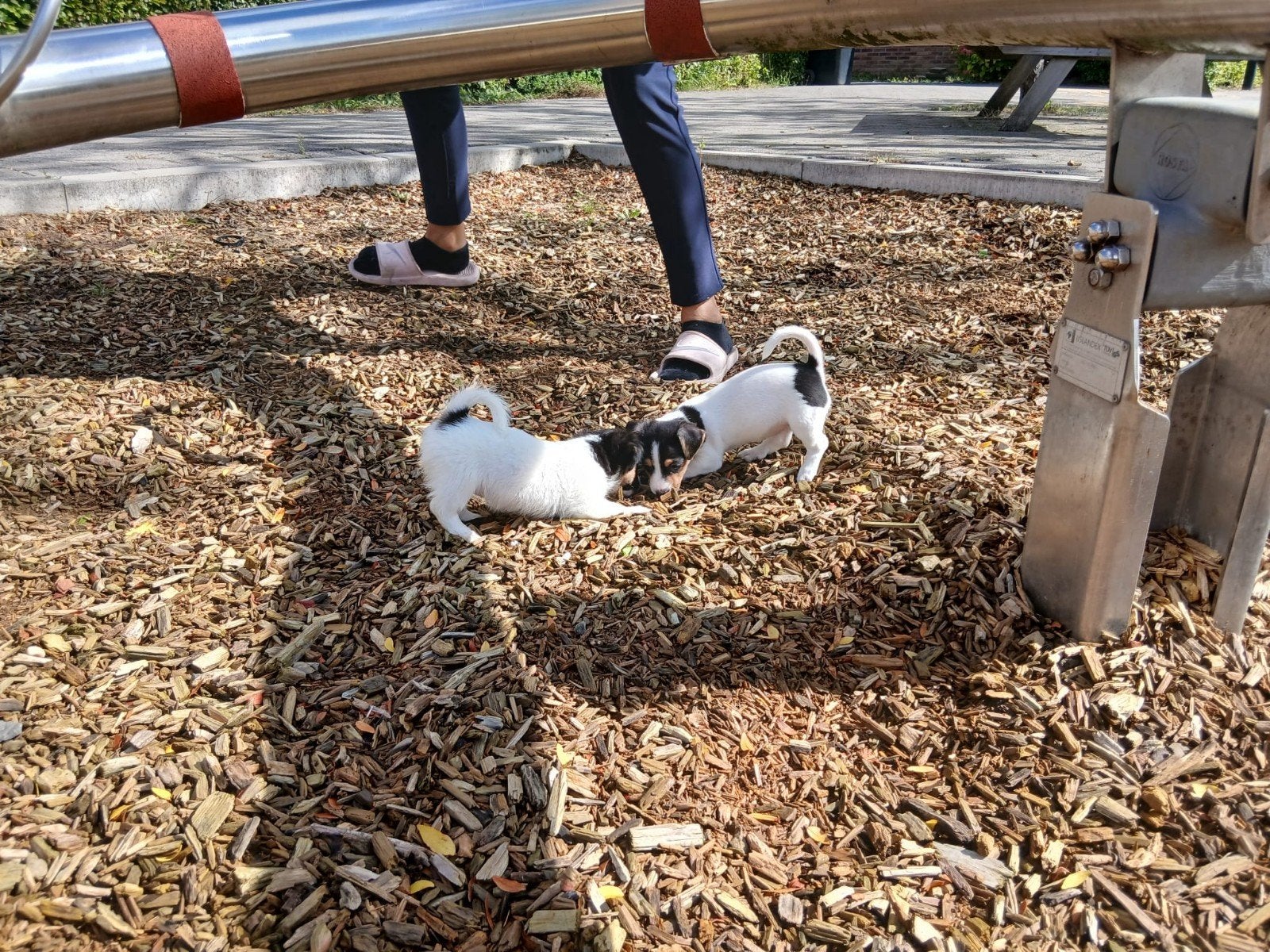 laatste puppie jack Russel teefje 9 weken oud, Dieren en Toebehoren, Jack Russell Terriër, 8 tot 15 weken, Teef, Meerdere