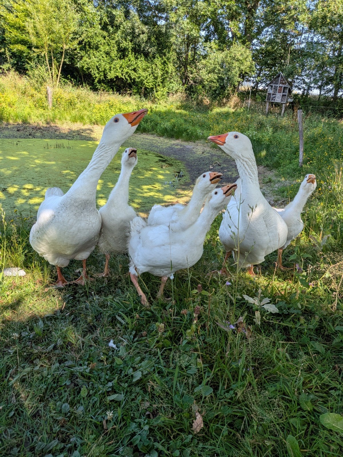 Jonge ganzen, Dieren en Toebehoren, Pluimvee, Geslacht onbekend, Gans of Zwaan