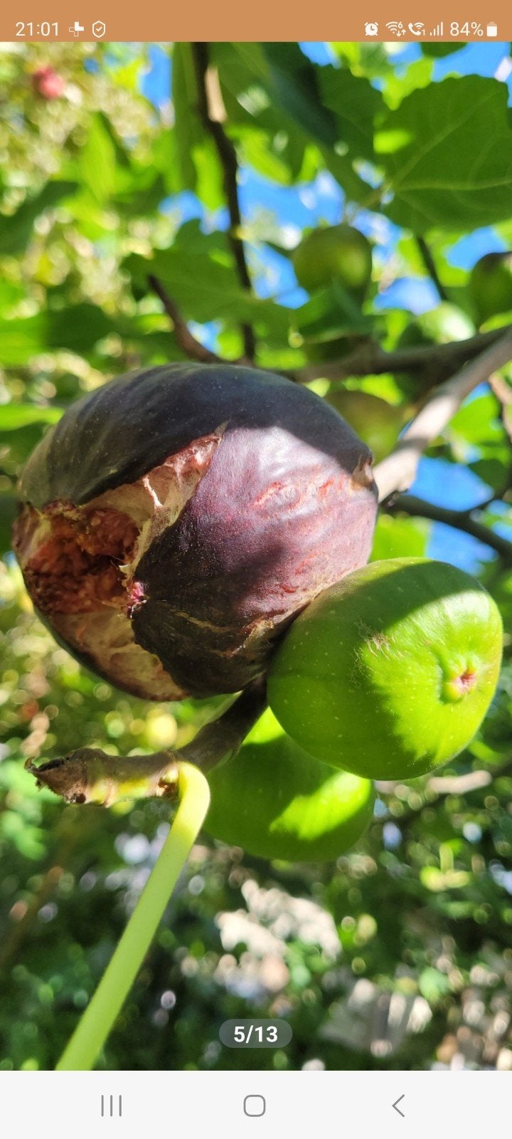 Vijgenboom, Tuin en Terras, Ophalen of Verzenden, Overige soorten, Volle zon