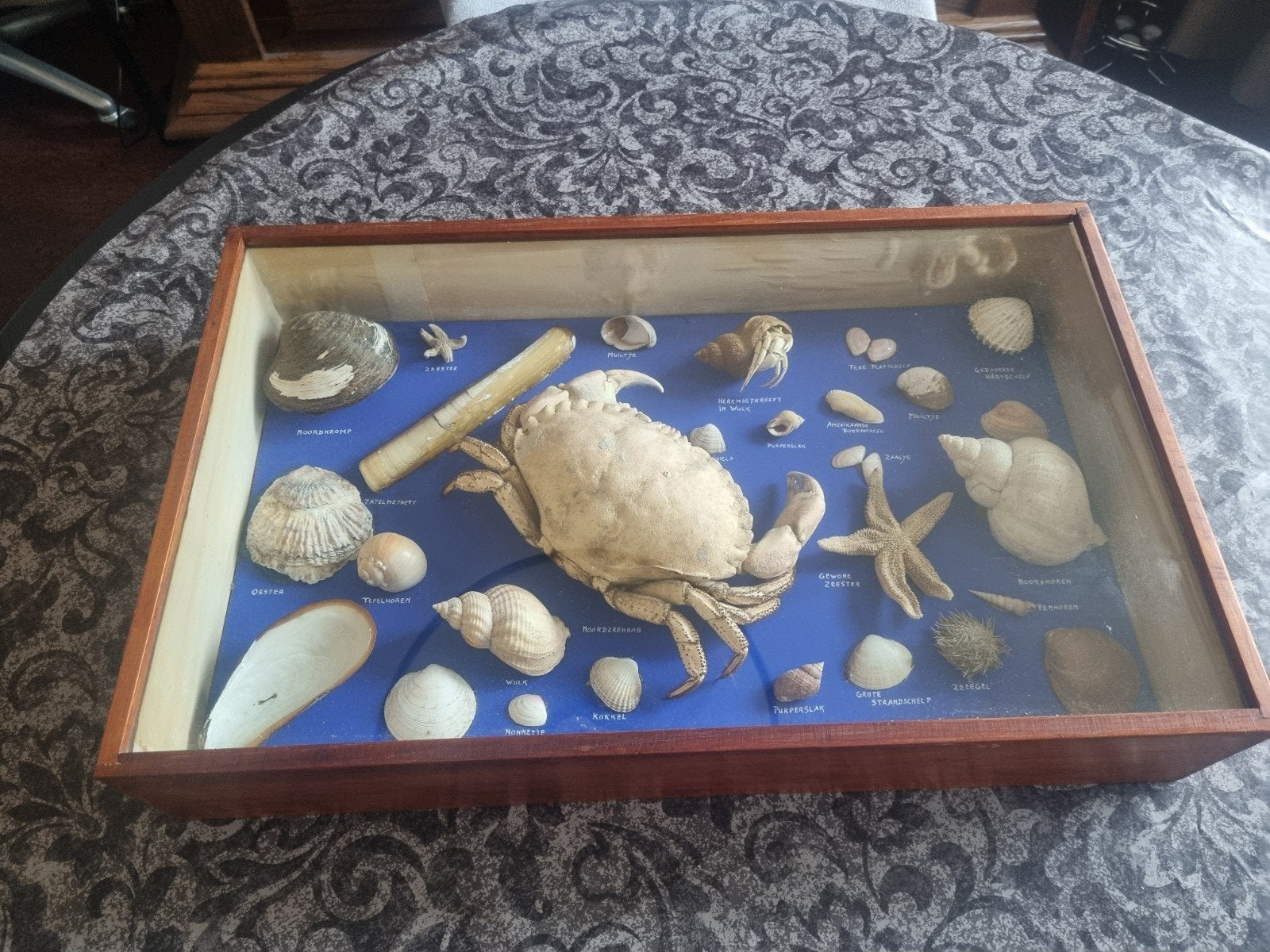 vintage lesmateriaal jaren 70/80 schelpen  en krabben., Antiek en Kunst, Ophalen