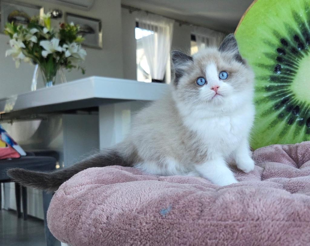 Ragdoll, Poes, Met stamboom, 0 tot 2 jaar