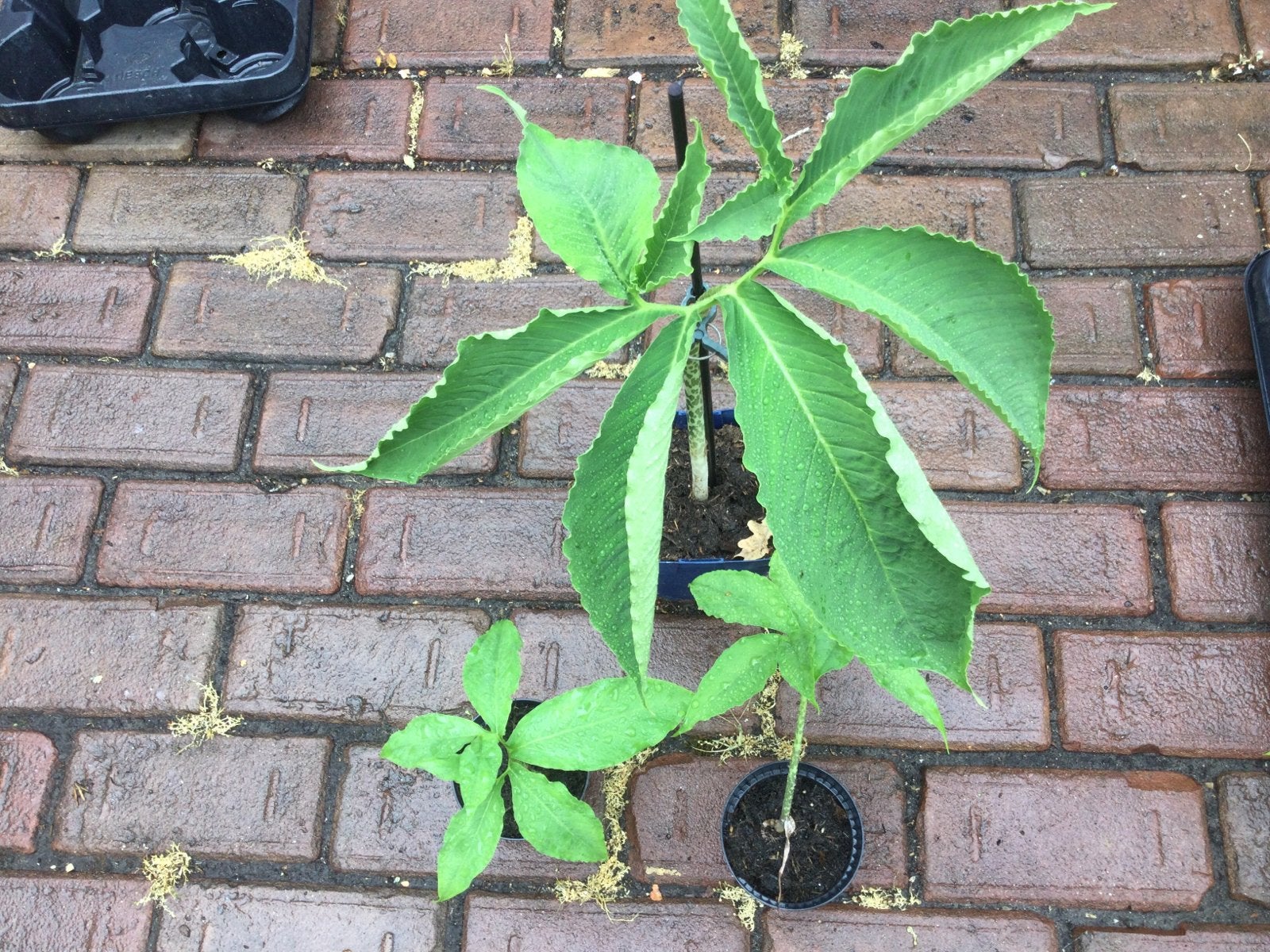 Voodoo lelie, Tuin en Terras, Planten | Tuinplanten, Ophalen of Verzenden, Eenjarig, Overige soorten, Volle zon