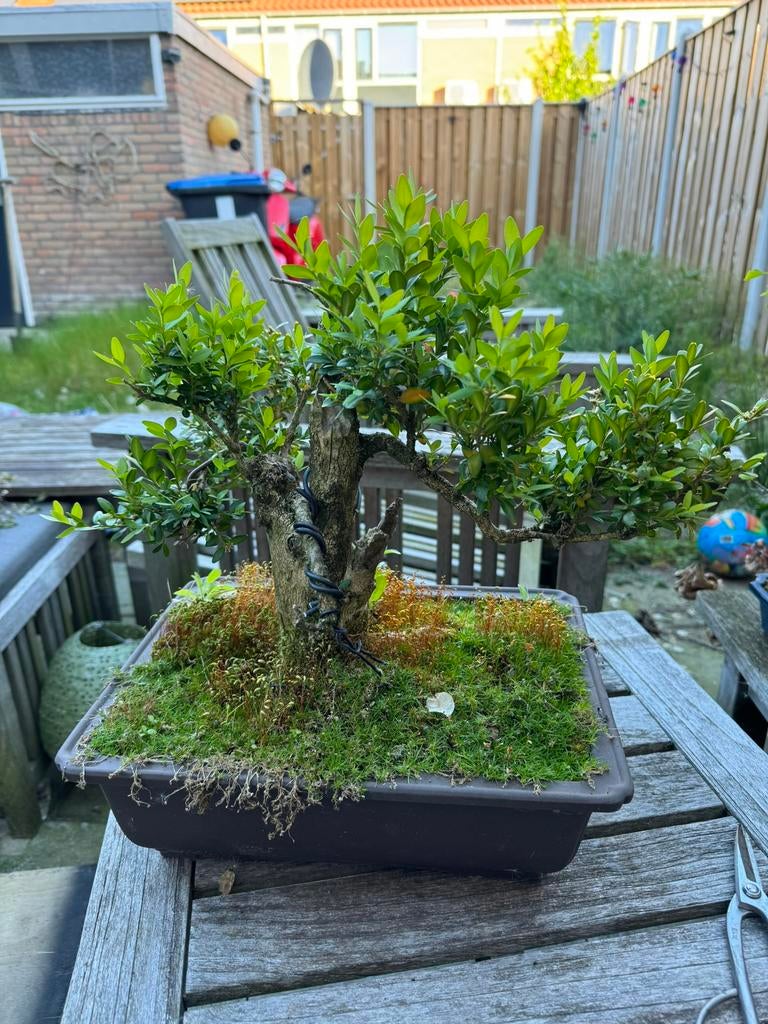 Pre bonsai buxus, Tuin en Terras, Planten | Bomen, Ophalen, Bloeit niet, Halfschaduw, Overige soorten