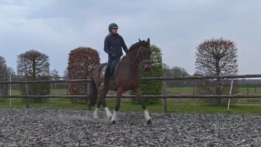 Bijrijder aangeboden, Dieren en Toebehoren, Ophalen of Verzenden
