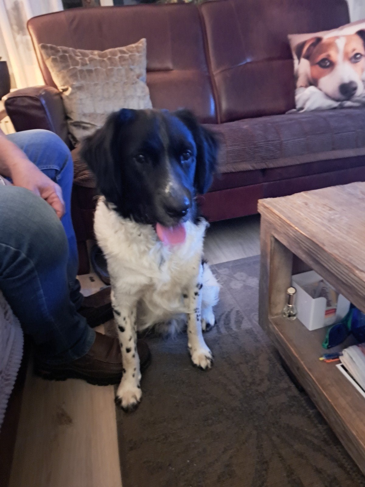 Hond aangeboden., 1 tot 2 jaar, Eén hond, CDV (hondenziekte), Nederland