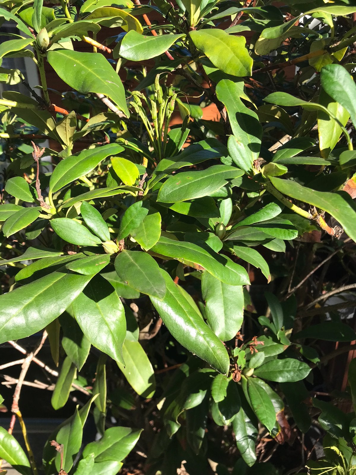 Rhododendron, Ophalen, Rhododendron, 100 tot 250 cm