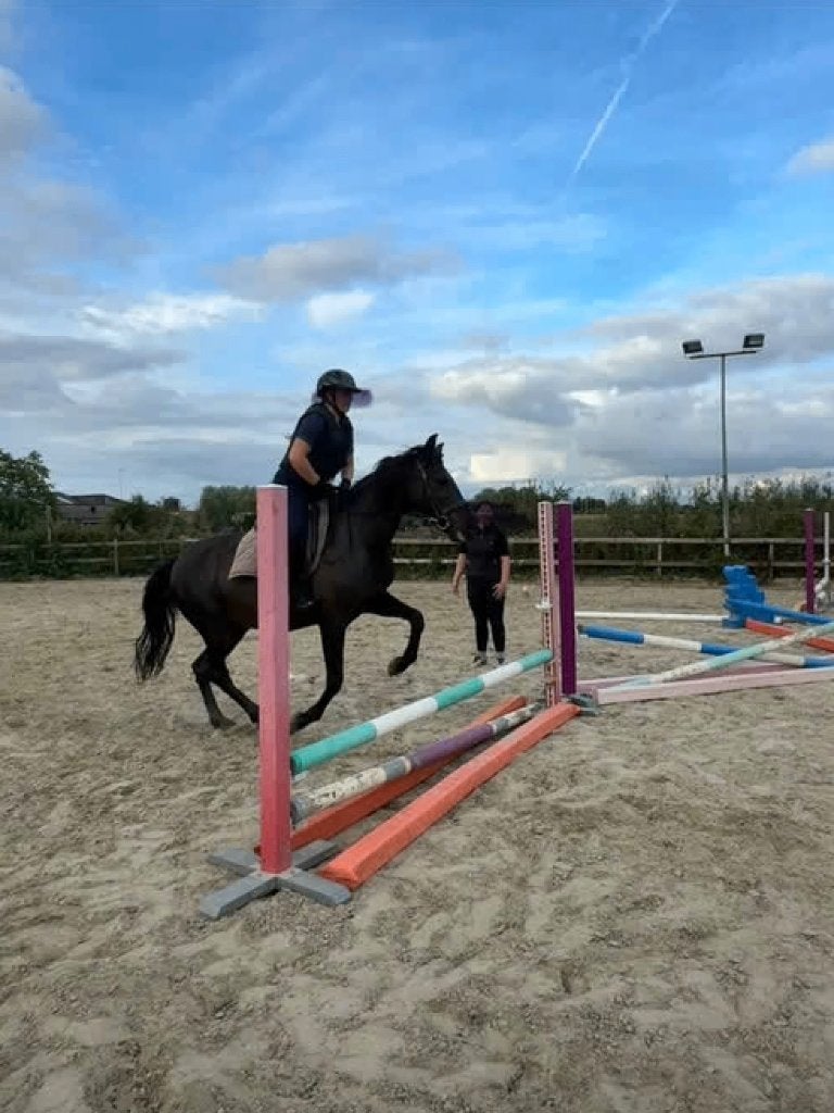 Leuke eerlijke 13 jarige E - pony / paard te koop, Met stamboom, 11 jaar of ouder, Recreatiepony, Merrie