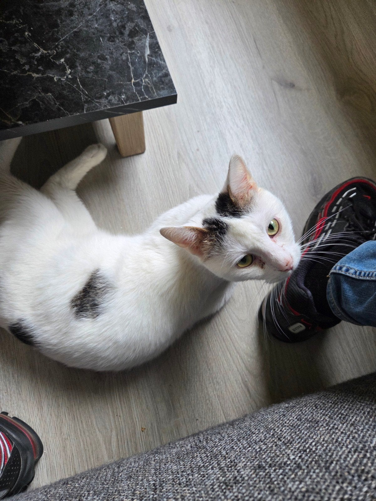 Twee katters, Dieren en Toebehoren, Meerdere dieren, Kortharig, 0 tot 2 jaar