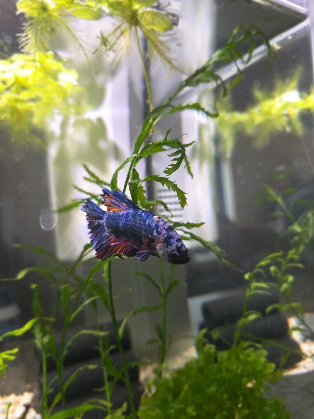Galaxy marble koi betta man, Vis