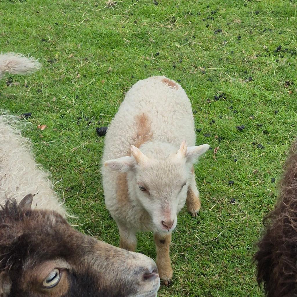 Ouessant bok mini schaap, Dieren en Toebehoren, Mannelijk, Schaap
