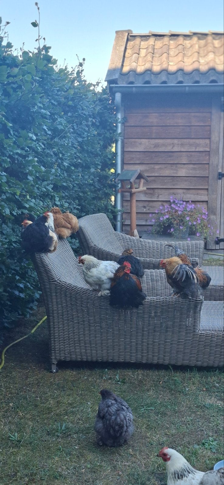 Prachtige cochin kippen, Dieren en Toebehoren, Meerdere dieren, Kip