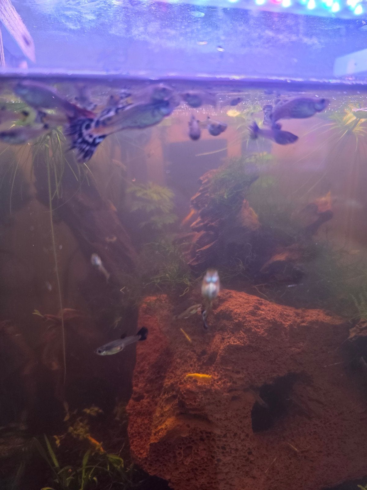 Gezonde ( jonge ) guppy's te koop – diverse kleuren, Vis