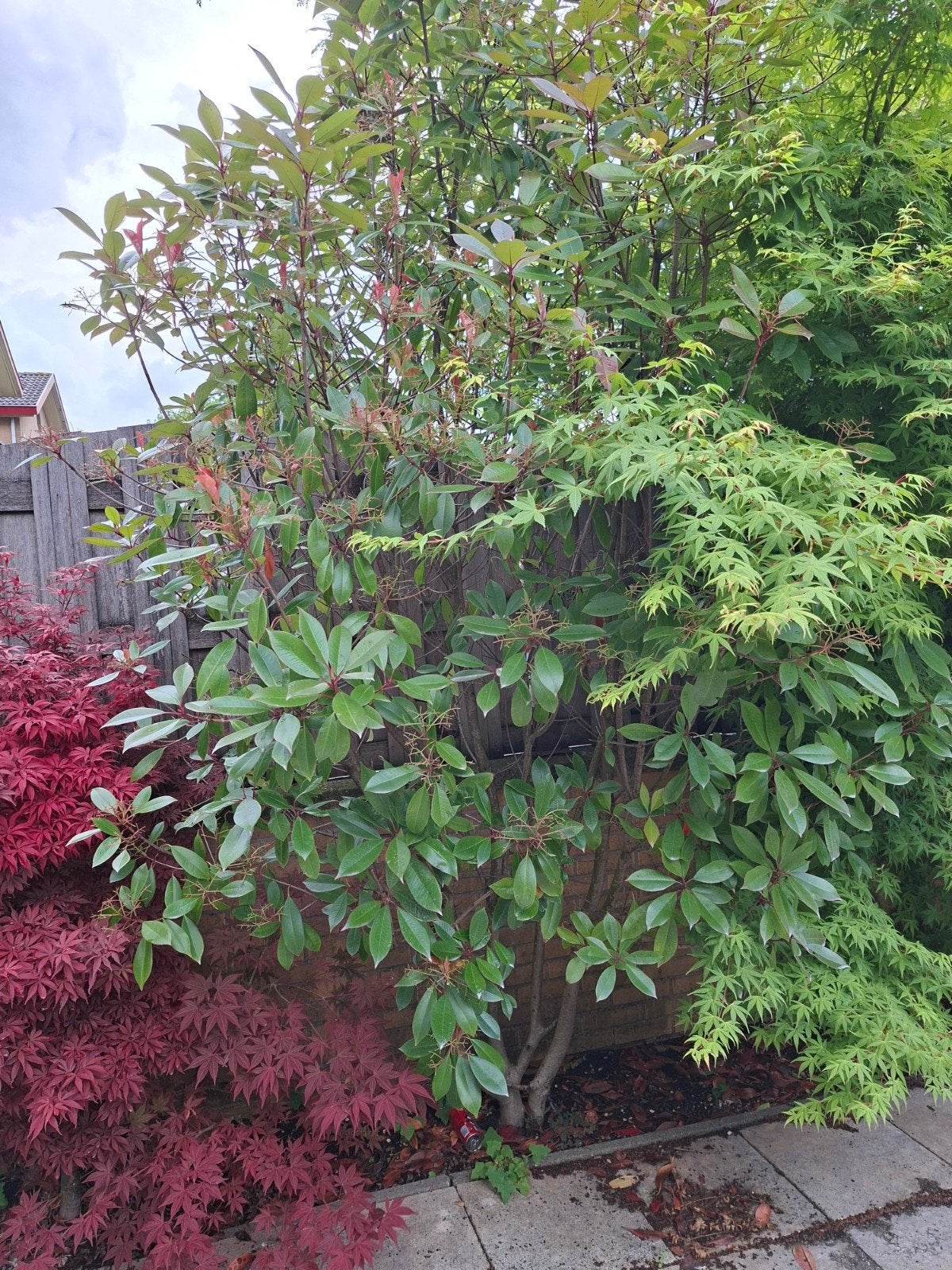 Meerdere grote planten/boompjes glansmispel, Ophalen, Laurier