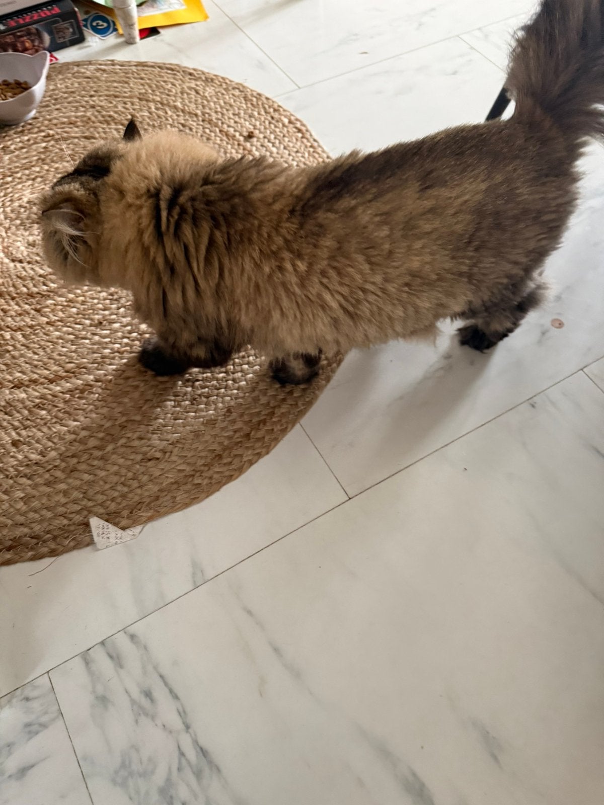 Herplaatsing Lieve Perzische poesjes N.O.T.K!, Poes, Ontwormd, 3 tot 5 jaar