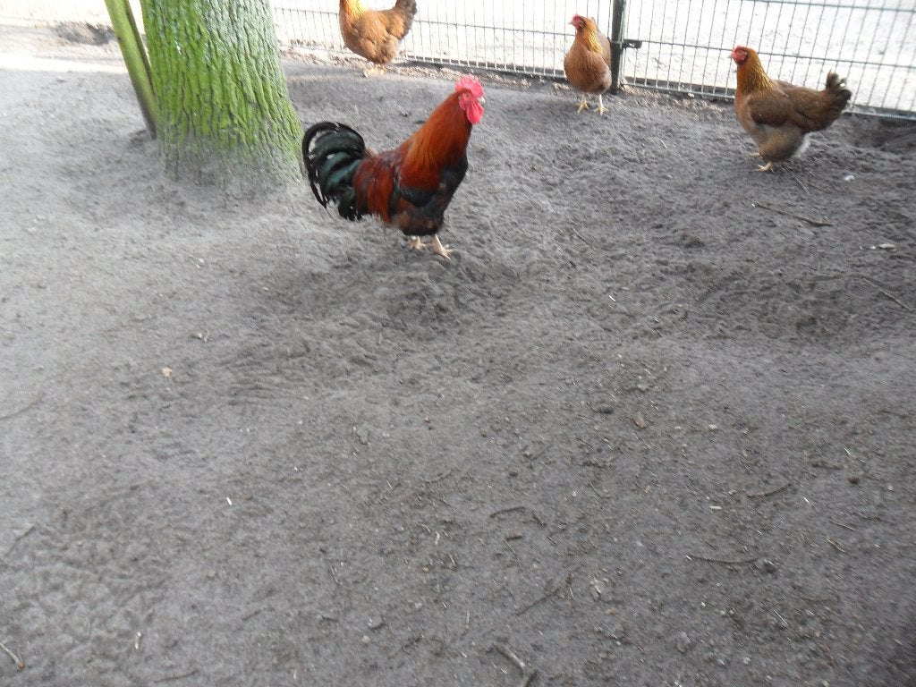 BROEDEIEREN WELSUMERS., Meerdere dieren, Kip