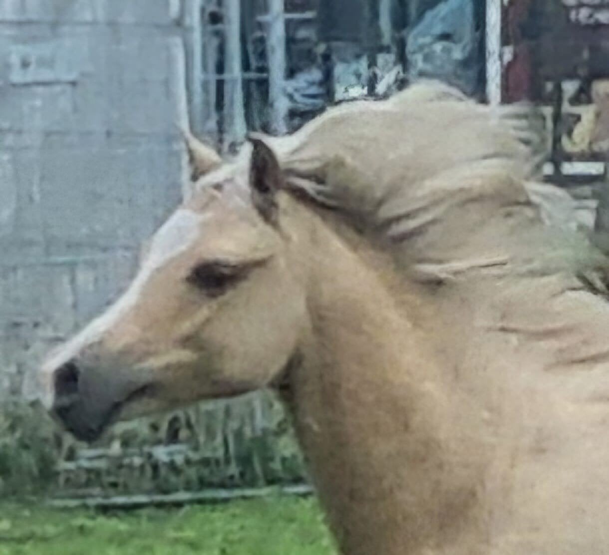 knappe 1.5 hengsten te koop, Minder dan 160 cm, Met stamboom, Niet van toepassing, Dressuurpaard